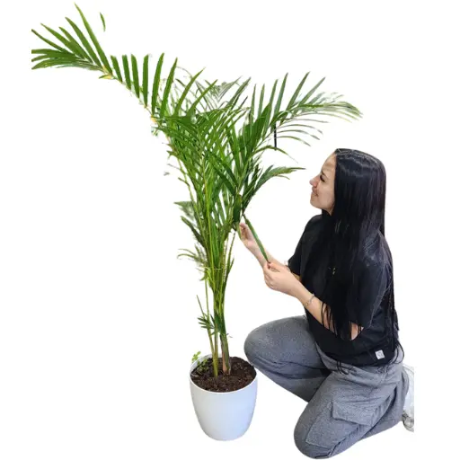 Planta areca xl